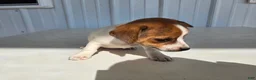 Chihuahua dogs for sale: Baby - Ad 6