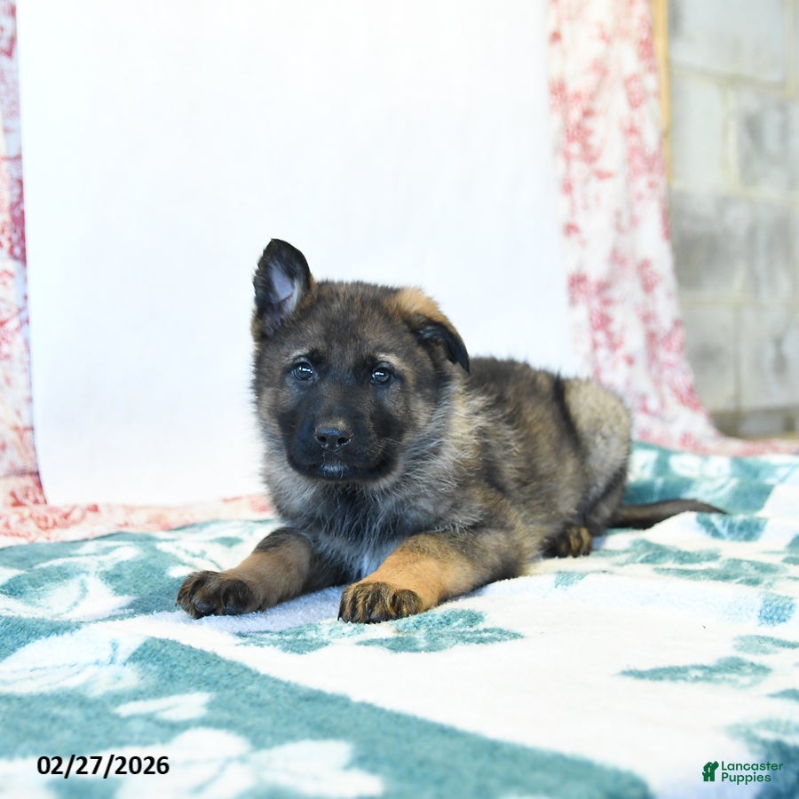 German Shepherd dogs Herman - Ad 2