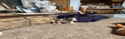French Bulldog dogs for sale: Sammy - Ad 7