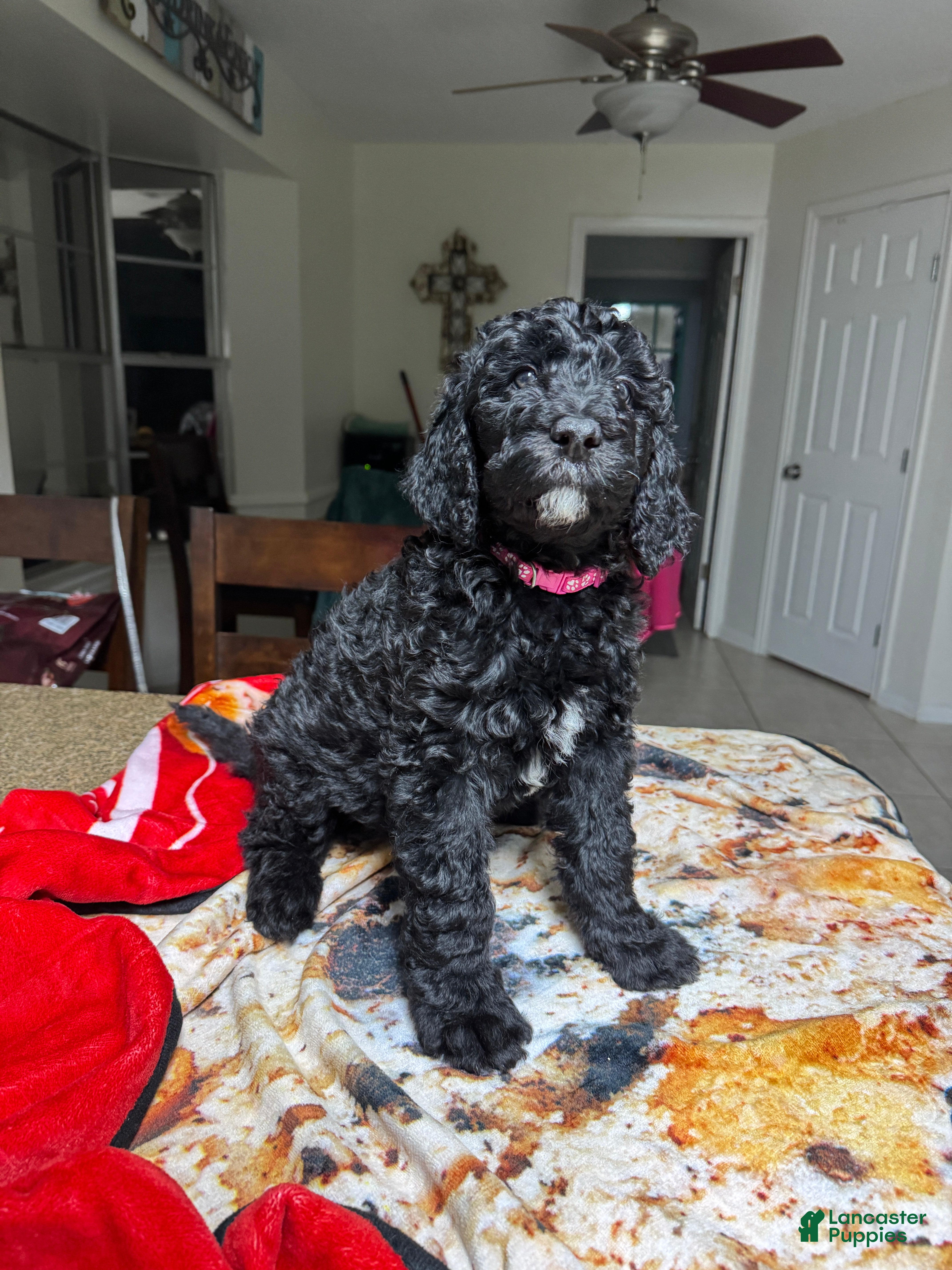 Labradoodle dogs Labradoodle Puppy 4 - Ad 4