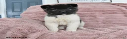Akita dogs for sale: Fancy - Ad 4