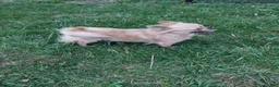 Chihuahua dogs for sale: June - Ad 12