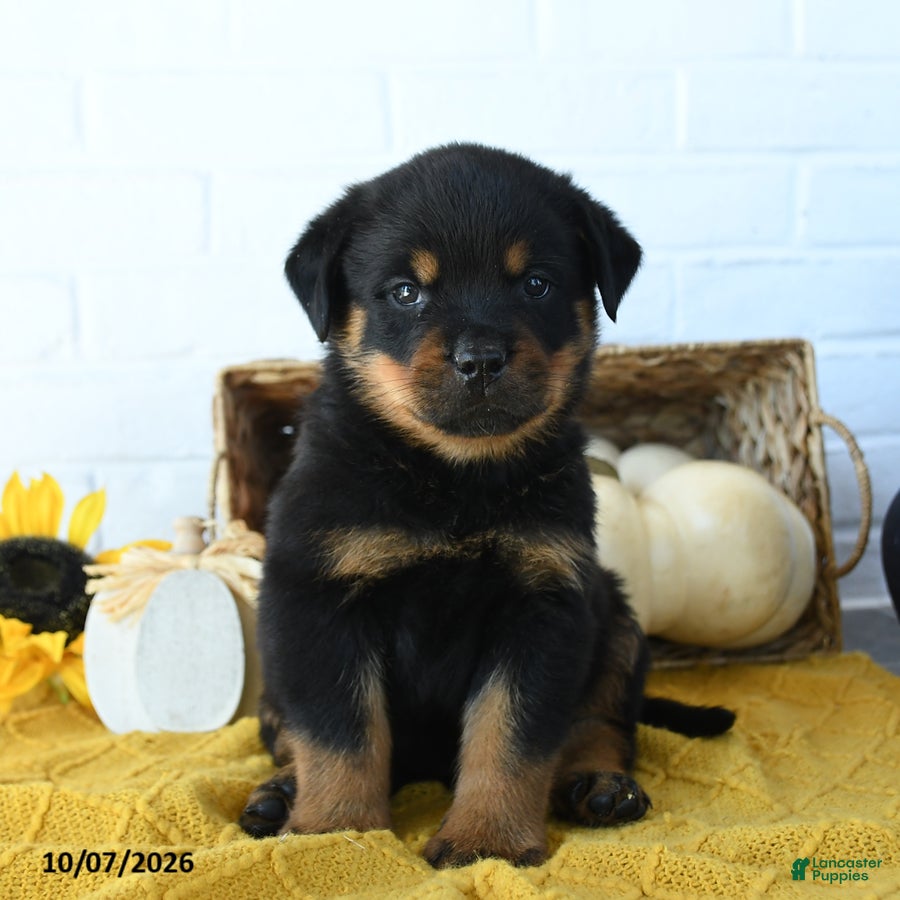 Rottweiler dogs for sale: Knox - Ad 2