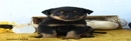 Rottweiler dogs for sale: Knox - Ad 1