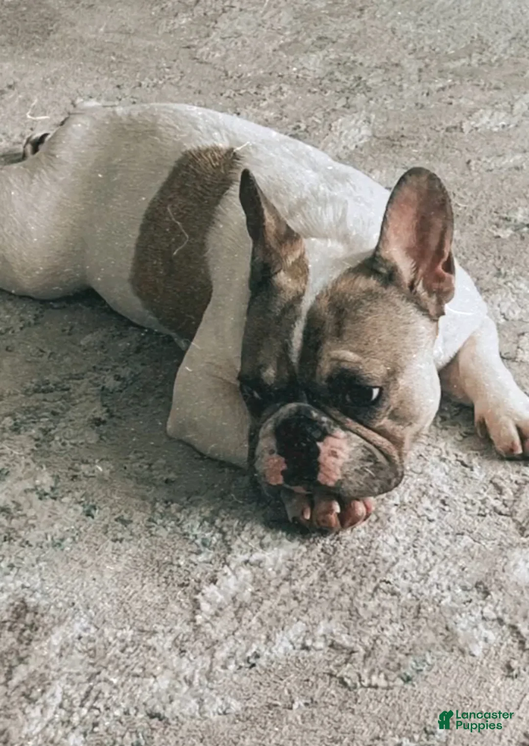 French Bulldog dogs for sale: French Bulldog Puppy 2 - Ad 12