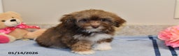 Havanese dogs for sale: Darla - Ad 5
