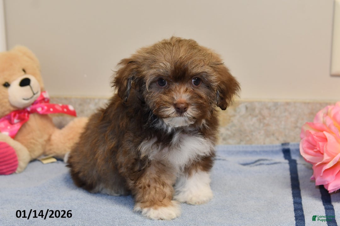 Havanese dogs for sale: Darla - Ad 5