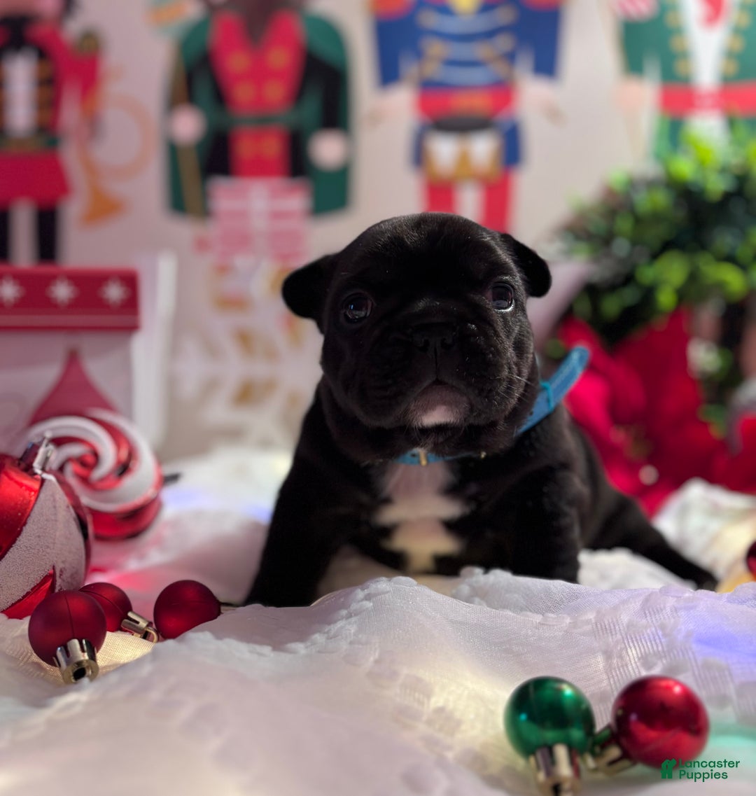 French Bulldog dogs for sale: French Bulldog Puppy 1 - Ad 2