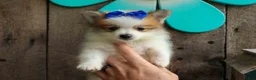 Pomeranian dogs for sale: Evan🐶  - Ad 4