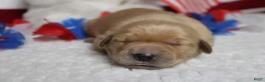 Bagel 