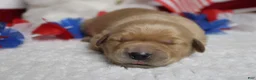 Golden Retriever dogs for sale: Bagel  - Ad 1