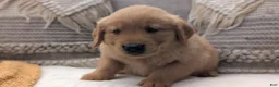 Golden Retriever dogs for sale: Spencer  - Ad 8