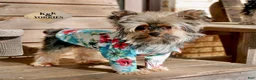 Yorkshire Terrier dogs for sale: Yorkie Boy 1 - Ad 3