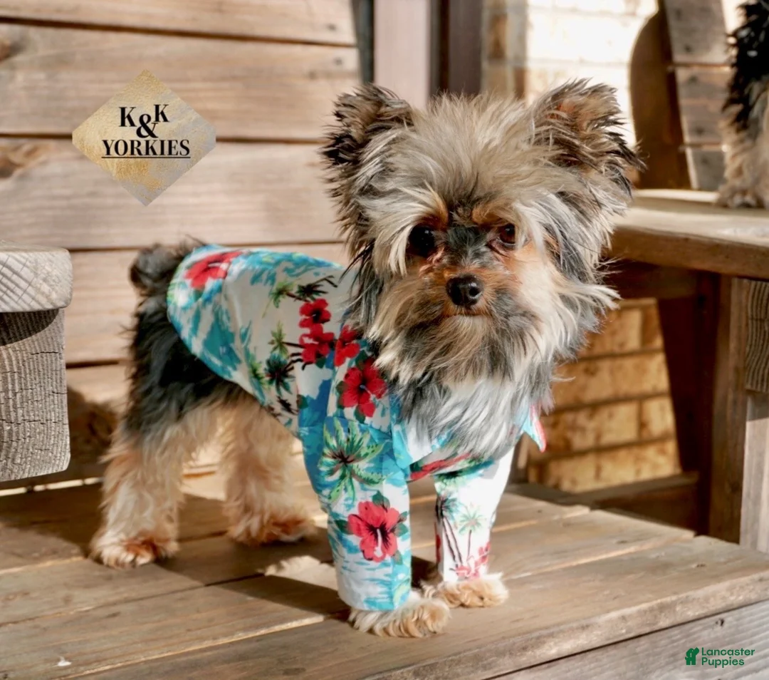 Yorkshire Terrier dogs for sale: Yorkie Boy 1 - Ad 3