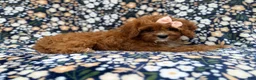 Cavapoo dogs for sale: Biscuitly - Ad 9