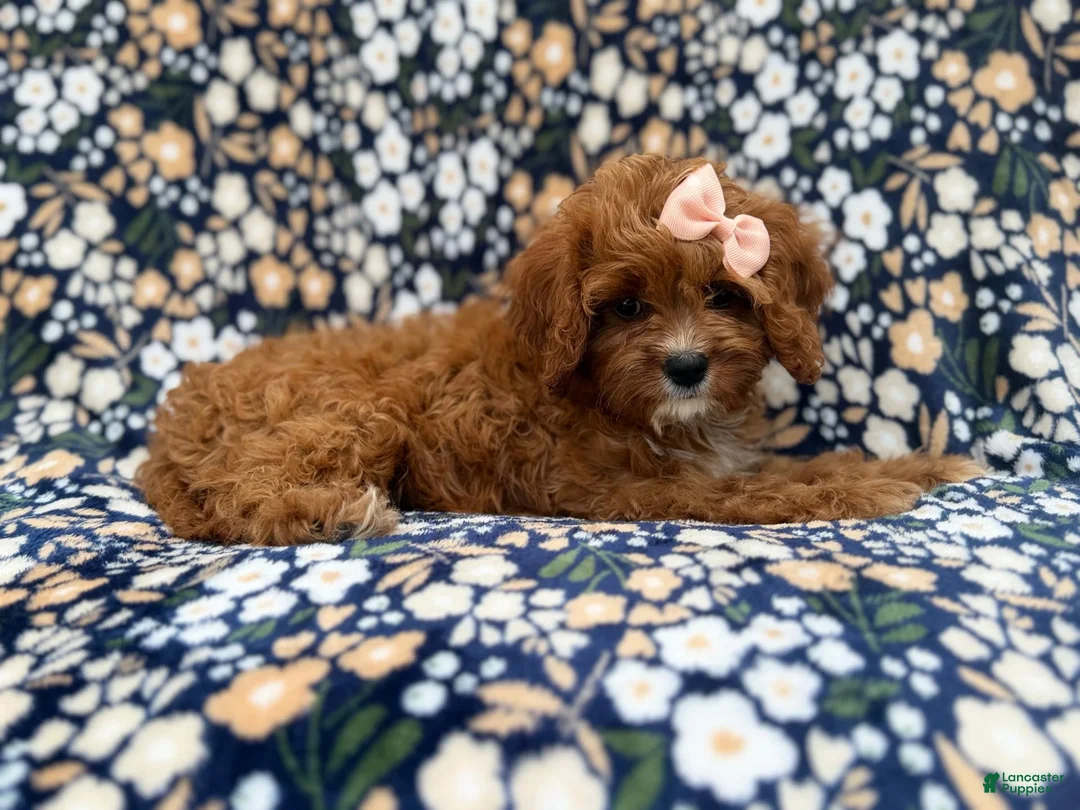 Cavapoo dogs for sale: Biscuitly - Ad 9