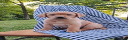 Labrador Retriever dogs for sale: Thunder - Ad 4