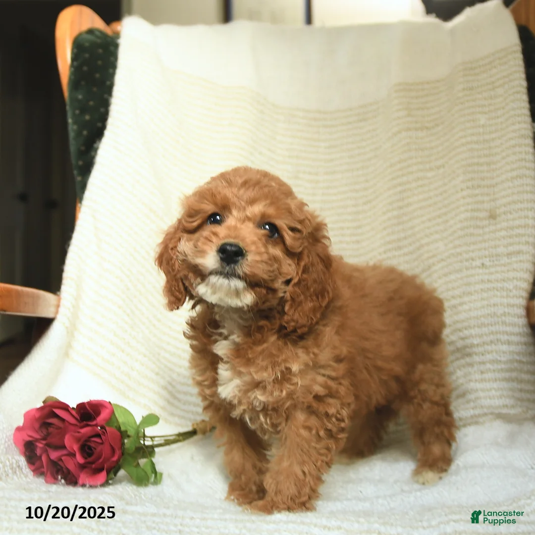 Cockapoo dogs for sale: Carter - Ad 30