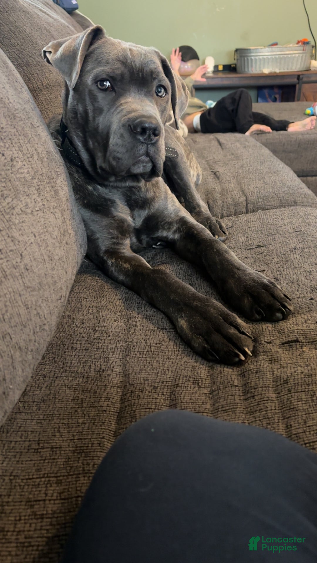 Cane Corso dogs for sale: Matrix - Ad 2