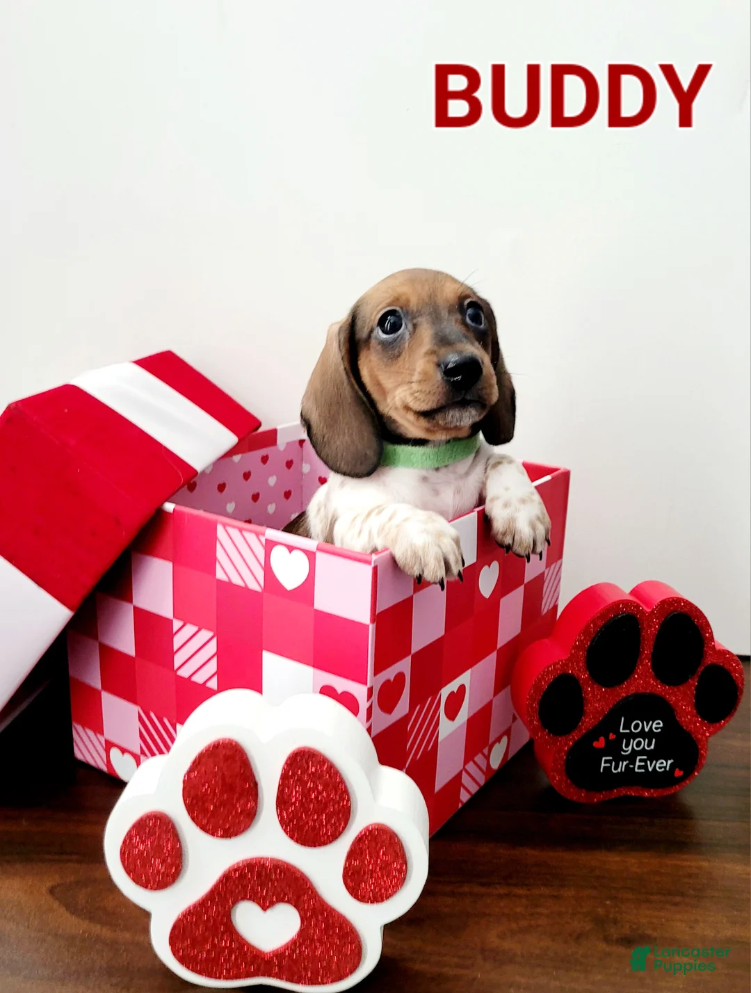 Miniature Dachshund dogs for sale: Buddy Miniature Dachshund Puppy 3 - Ad 1
