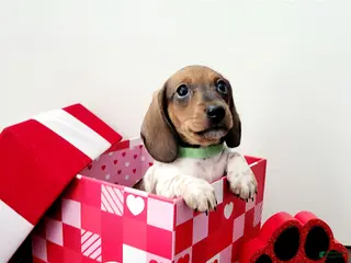 Miniature Dachshund dogs Buddy Miniature Dachshund Puppy 3 - Ad 2