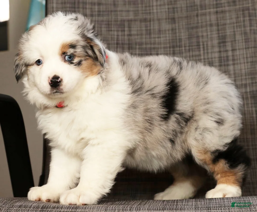 Miniature Australian Shepherd dogs for sale: Jill - Ad 8