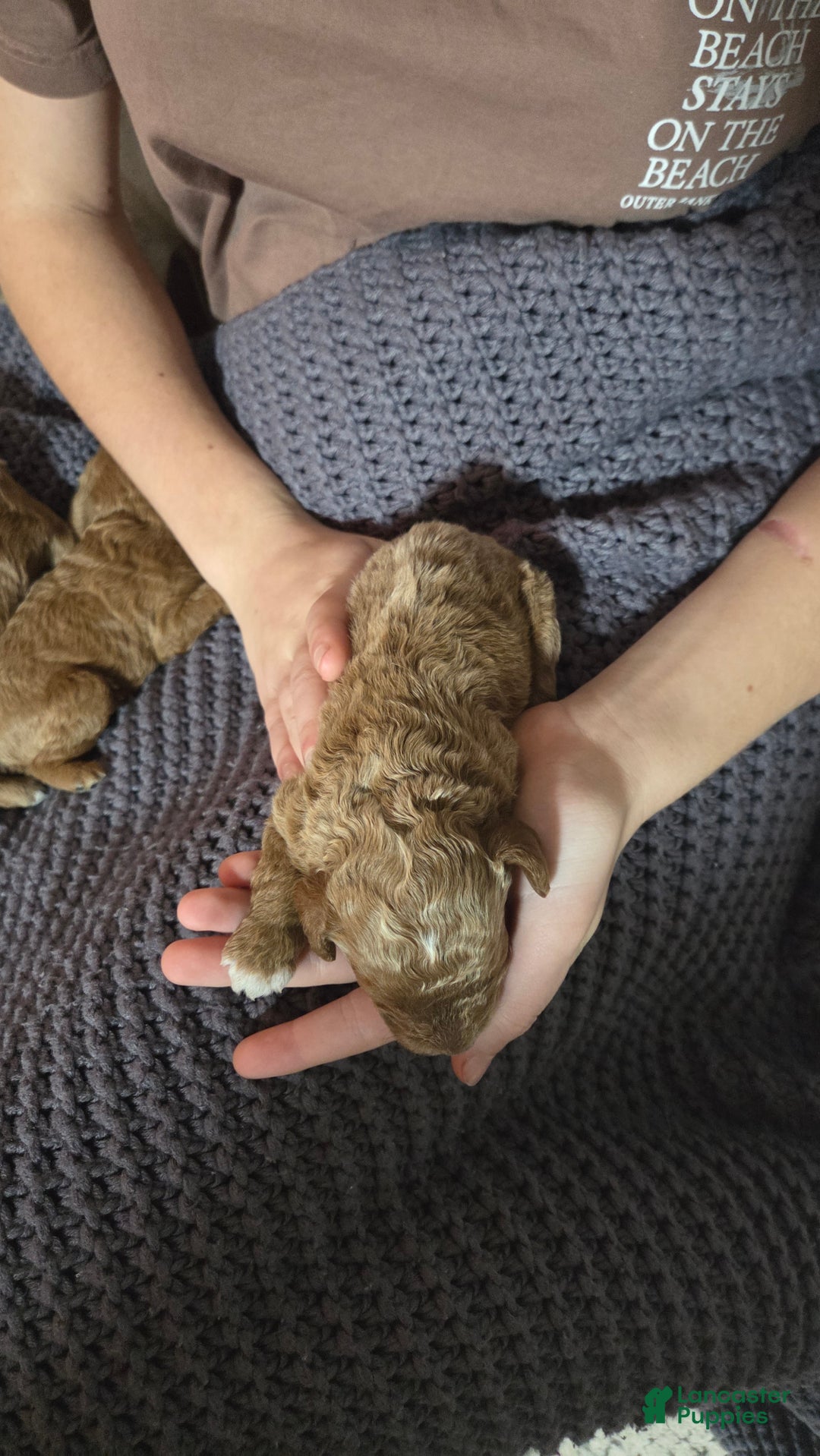 Cavapoo dogs for sale: Dutton  - Ad 2