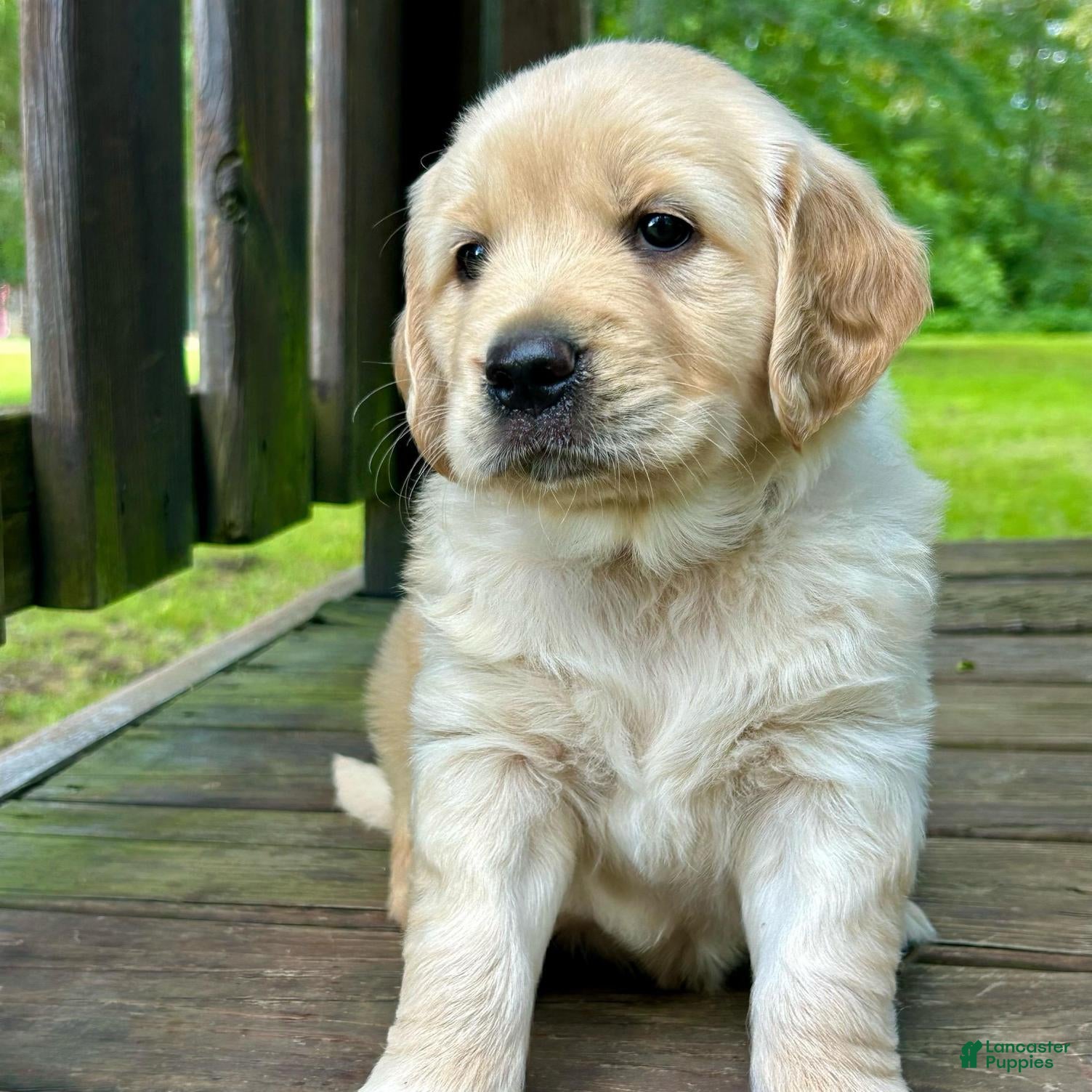 Golden Retriever dogs Ruf - Ad 1