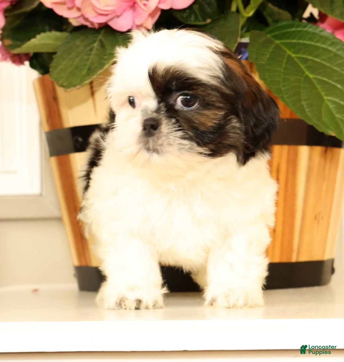 Malshi dogs for sale: Mila - Ad 2
