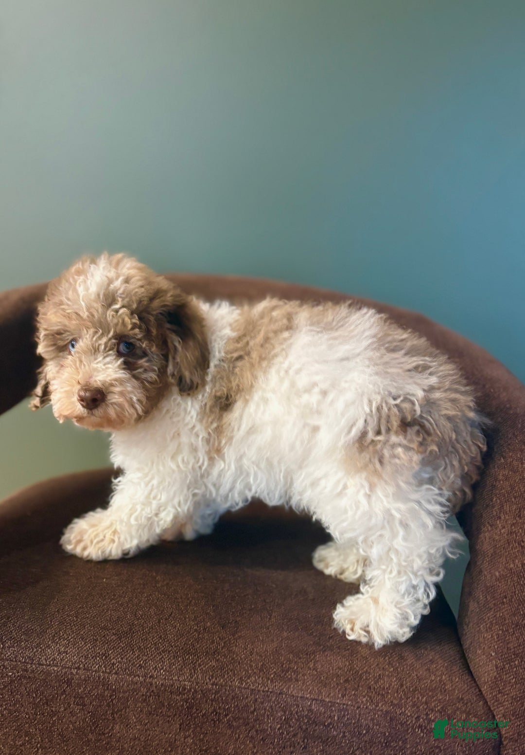 Miniature Poodle dogs for sale: Sammy  - Ad 4