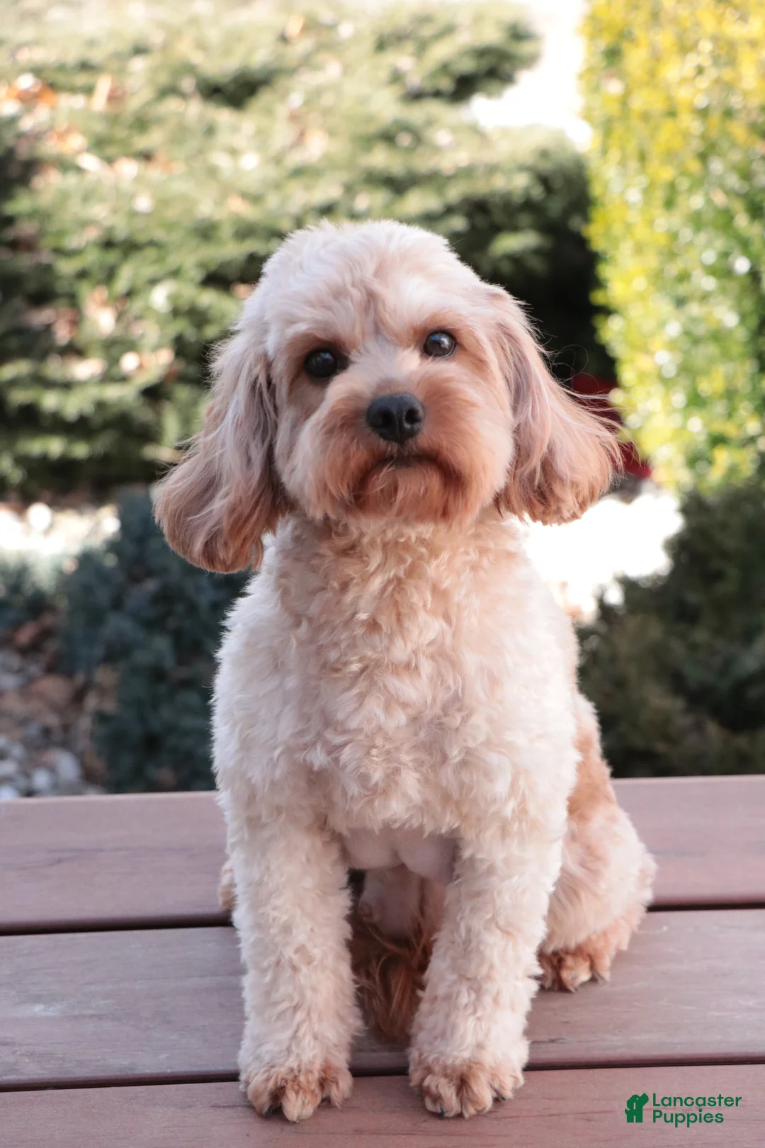 Cavapoo dogs for sale: Cora - Ad 3
