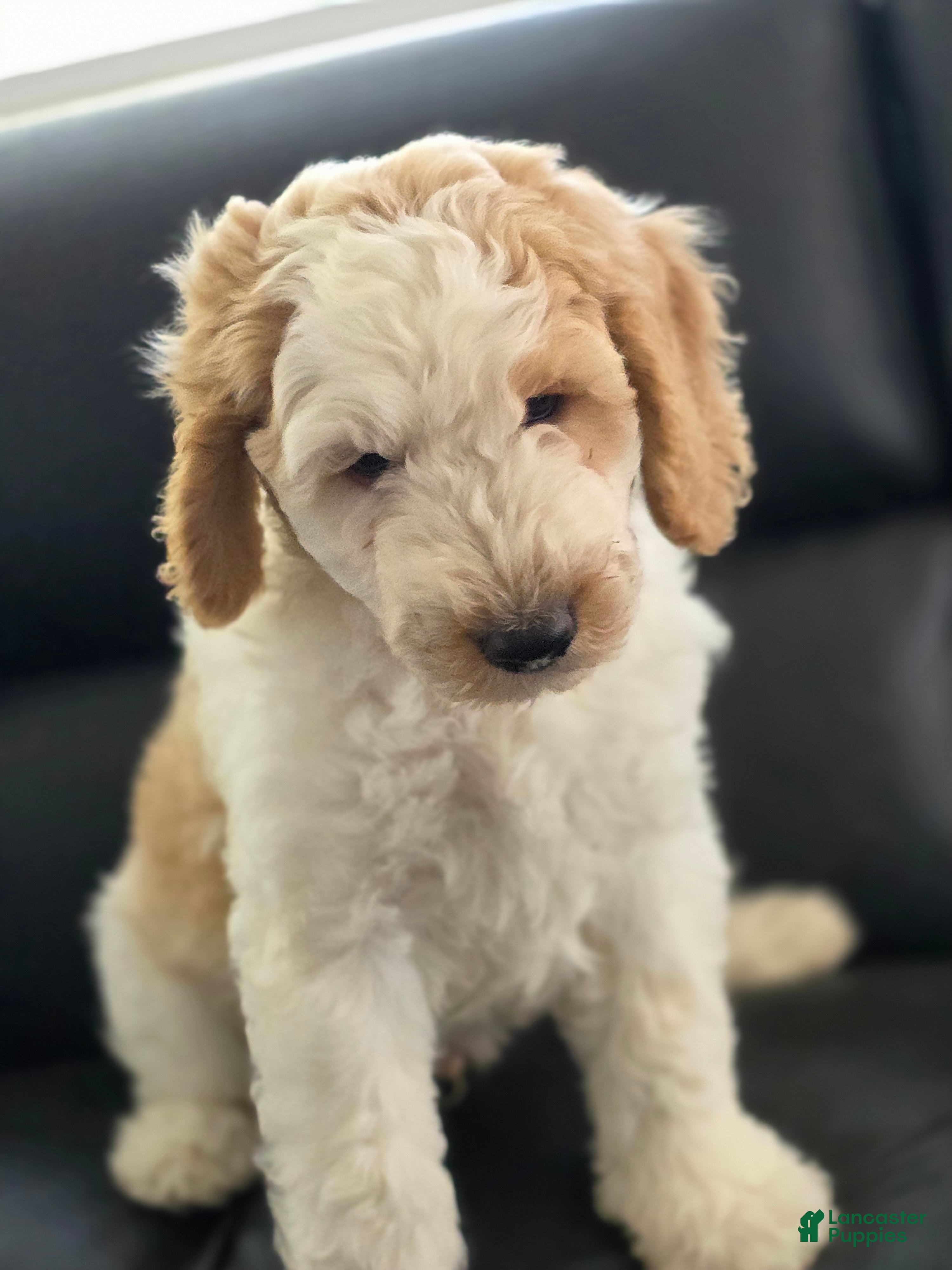 Goldendoodle dogs Marco  - Ad 21