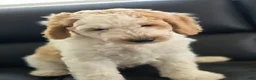 Goldendoodle dogs for sale: Marco  - Ad 1