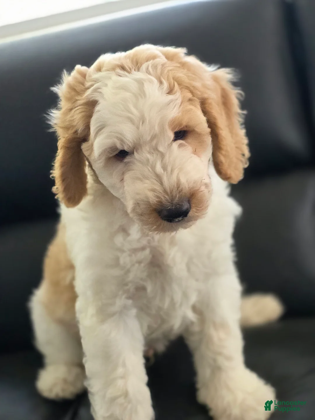 Goldendoodle dogs for sale: Marco  - Ad 1