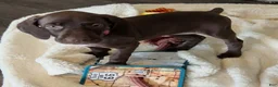 German Shorthaired Pointer dogs for sale: Hope - Ad 4