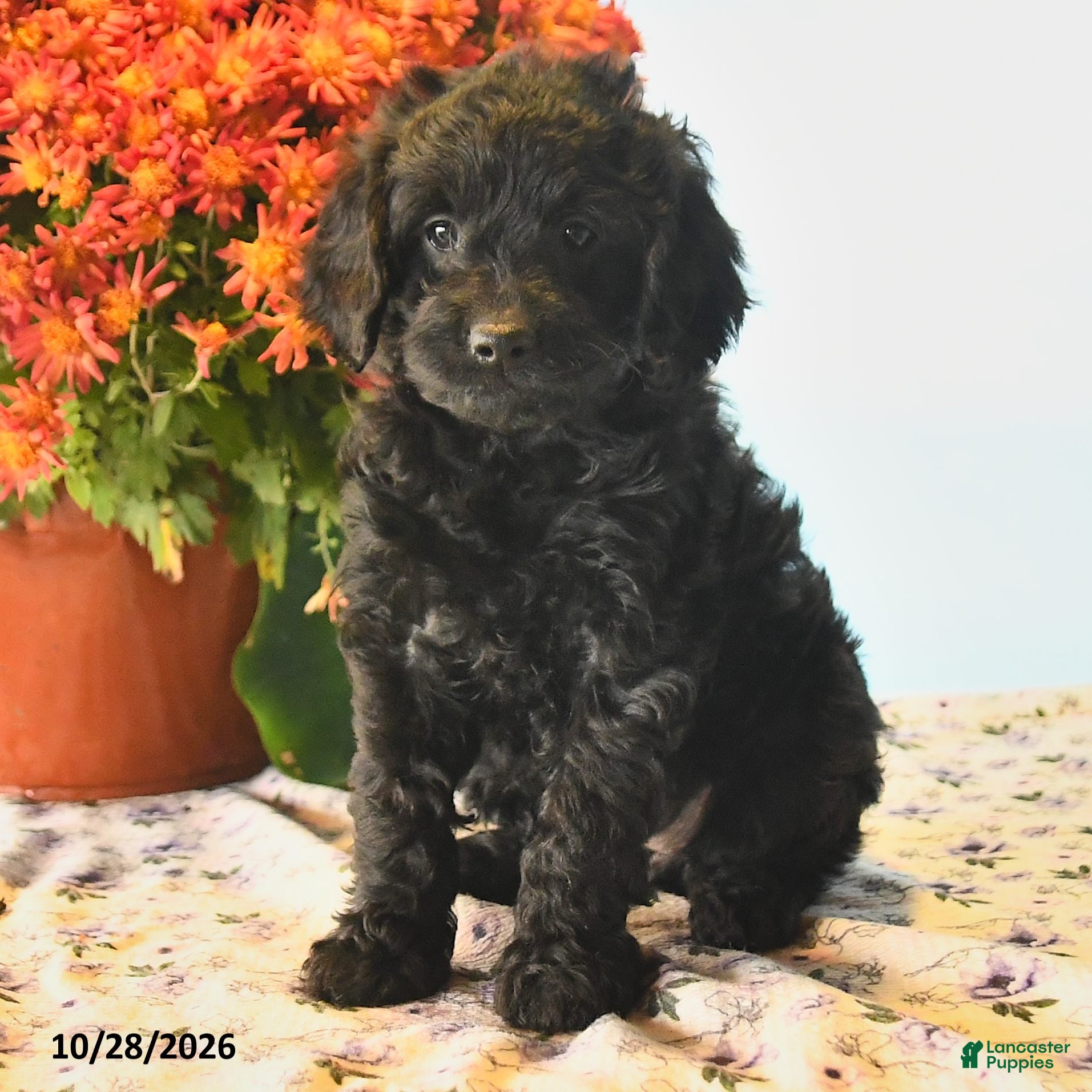 Cockapoo dogs for sale: Harper - Ad 2