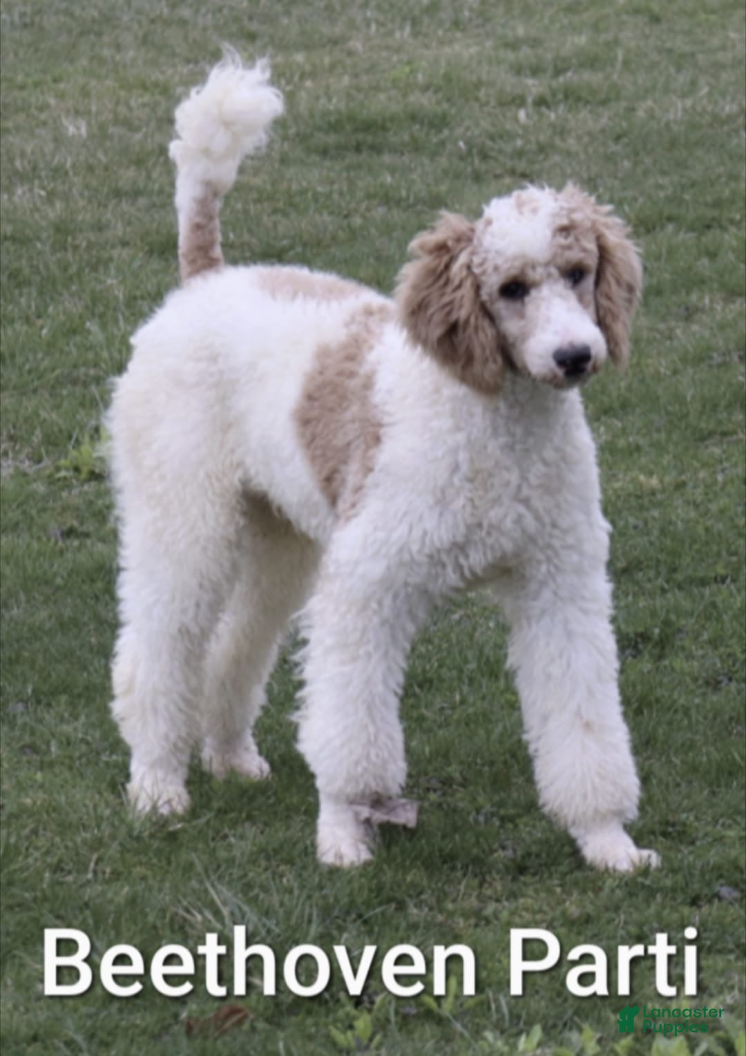 Bernedoodle dogs for sale: Doc - Ad 8