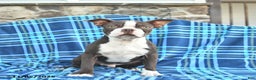 Boston Terrier dogs for sale: Scout - Ad 2