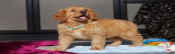 Miniature Golden Retriever dogs for sale: Otis - Ad 2