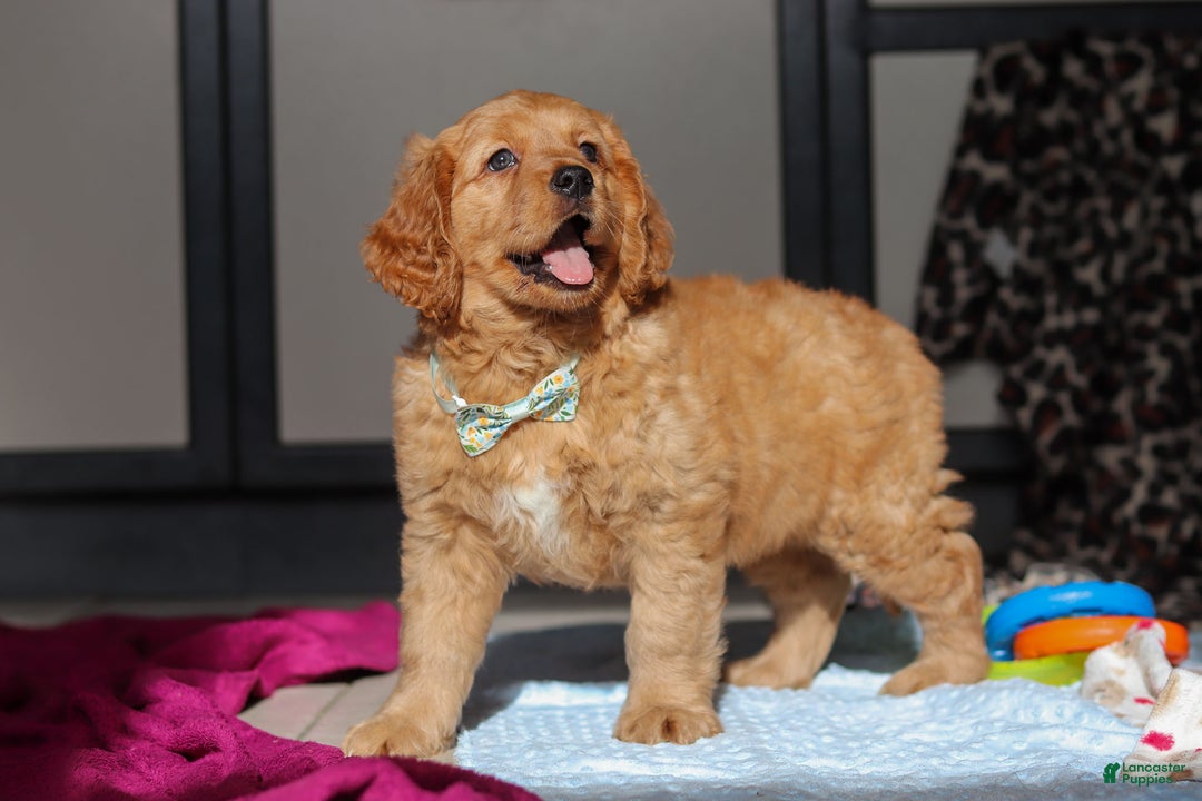Miniature Golden Retriever dogs for sale: Otis - Ad 2
