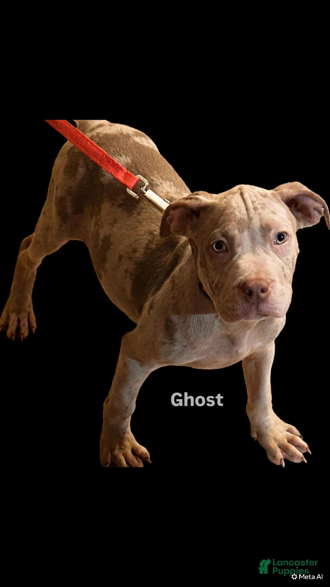 American Bully dogs for sale: Ghost - Ad 1