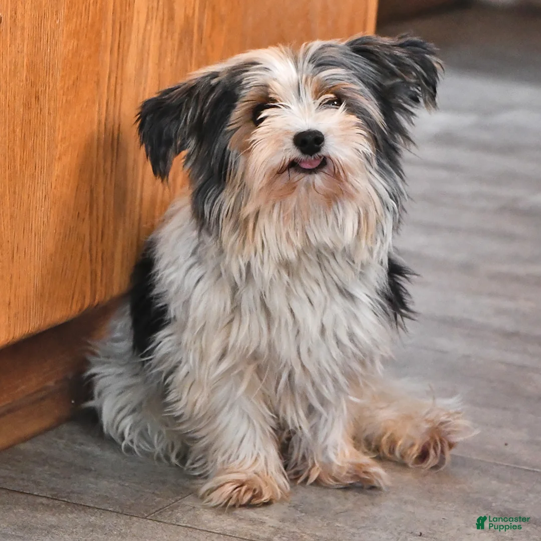 Biewer Terrier dogs for sale: Becky - Ad 7