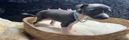 Italian Greyhound dogs for sale: Italian Greyhound 2 - Ad 2
