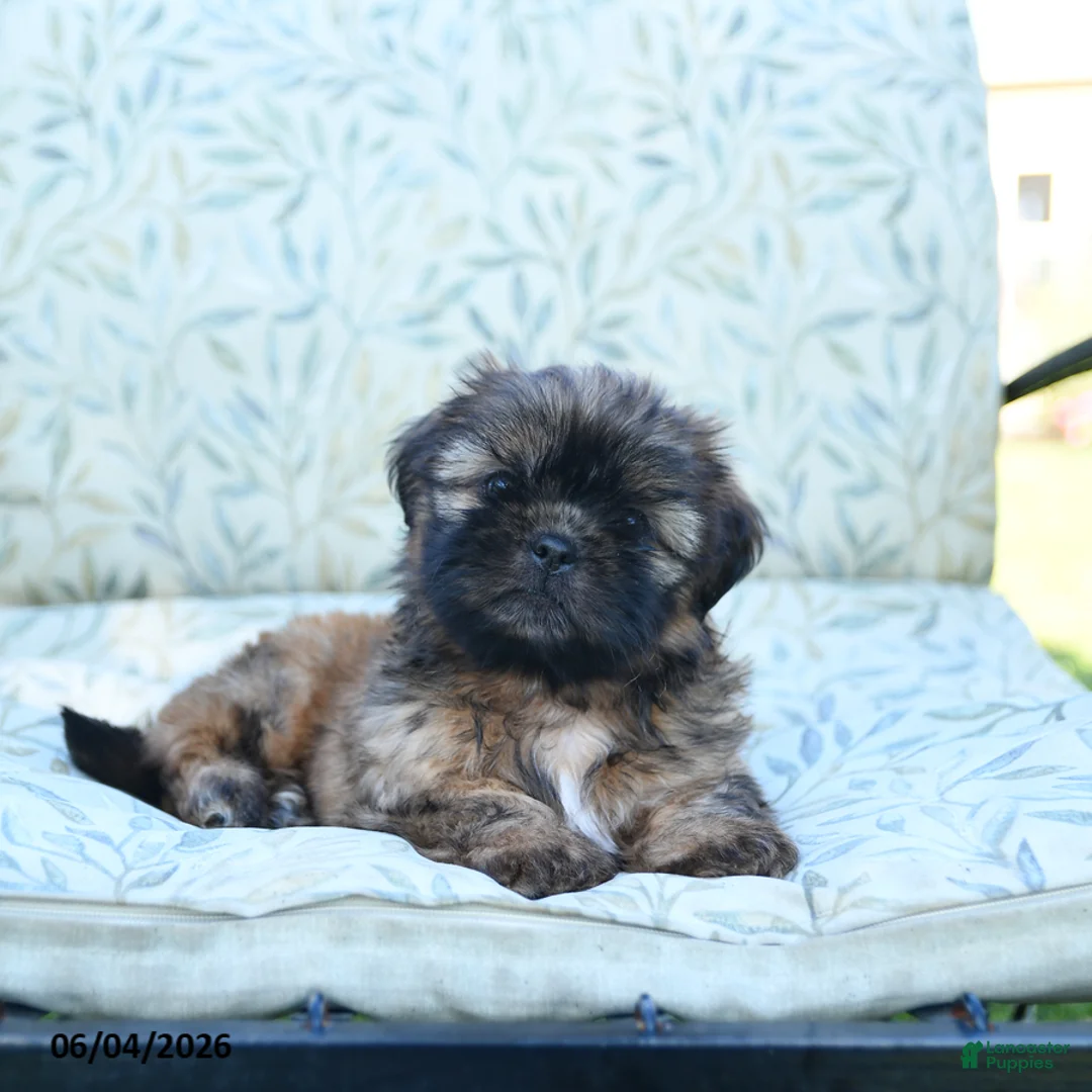 Shih Tzu dogs for sale: Sammy - Ad 1