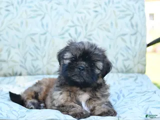 Shih Tzu dogs for sale: Sammy - Ad 2