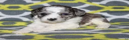 Miniature Poodle dogs for sale: Reserved Harlee’s black merle parti female - Ad 8