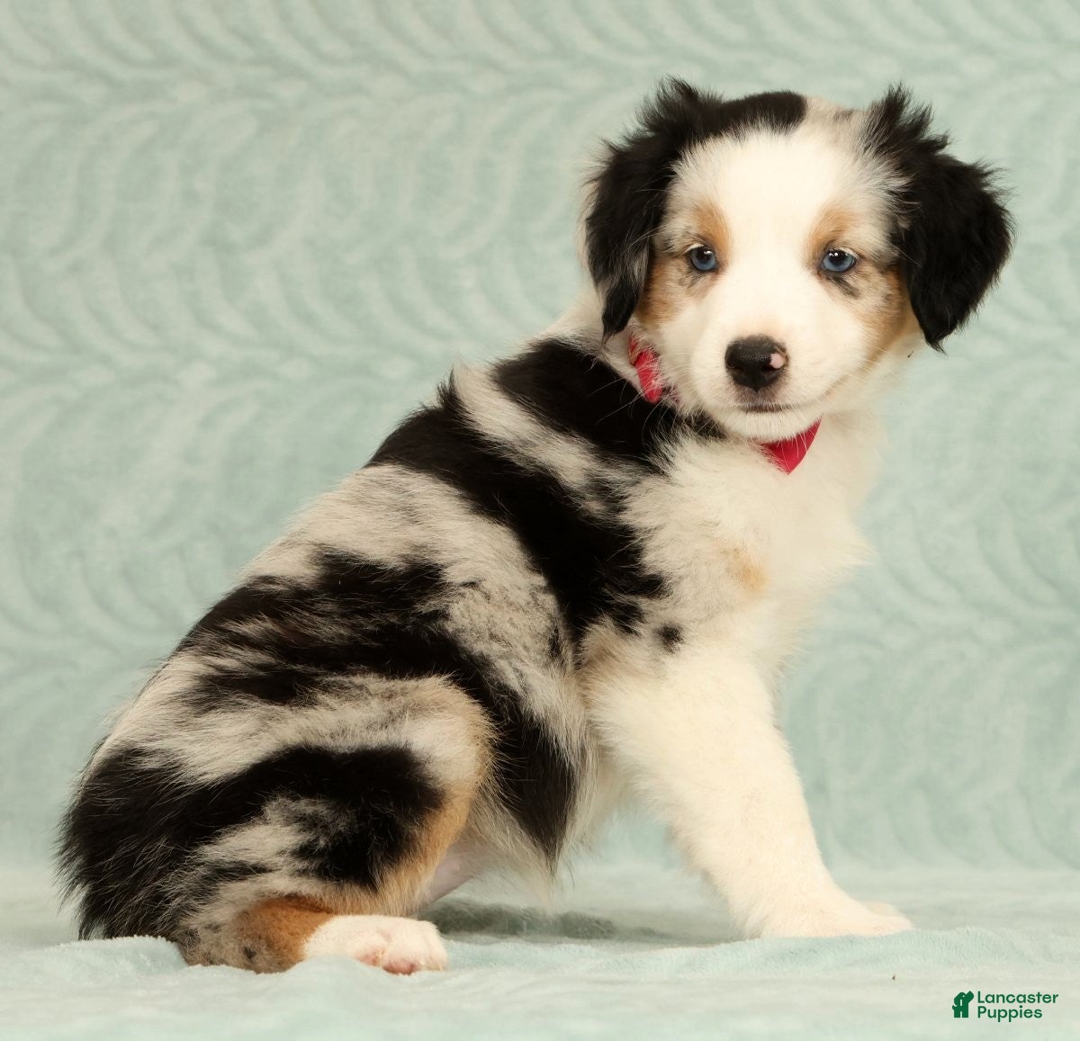 Miniature Australian Shepherd dogs Remi - Ad 2