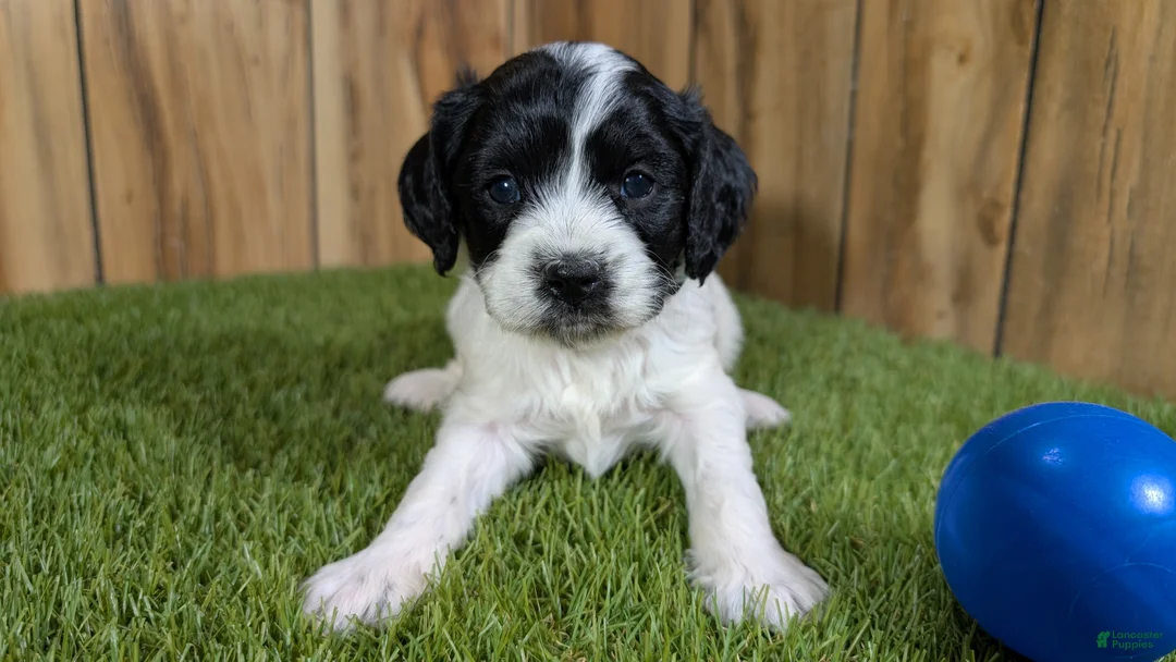 Cavapoo dogs for sale: Francis Boy 4 - Ad 2