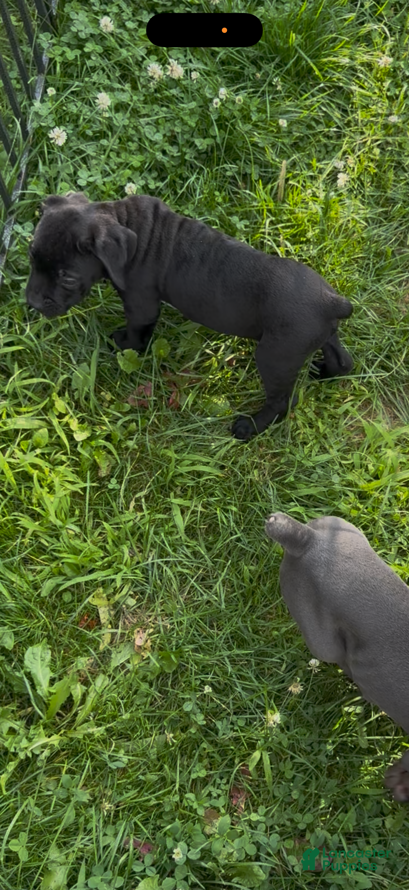 Cane Corso dogs Panther  - Ad 2
