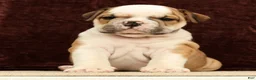 English Bulldog dogs for sale: Jasper - Ad 9